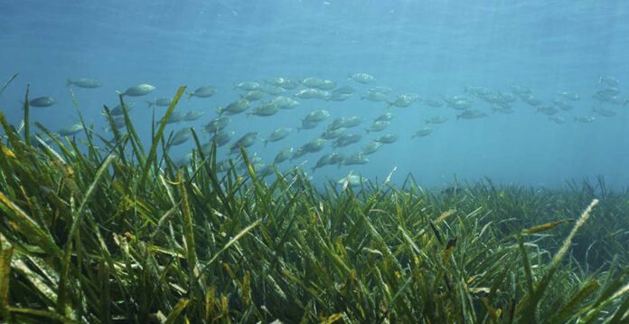 posidonia, playa, fondo marino, mar balear, medio ambiente